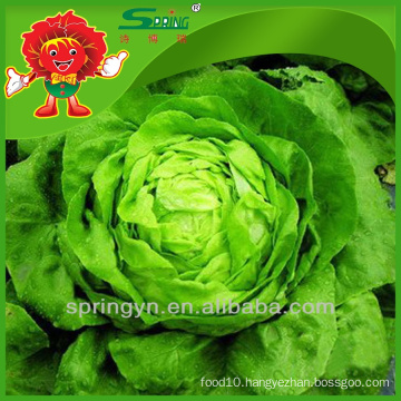 Butterhead organic green vegetables Chinese iceberg lettuce